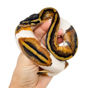 Python regius "Piebald" -...