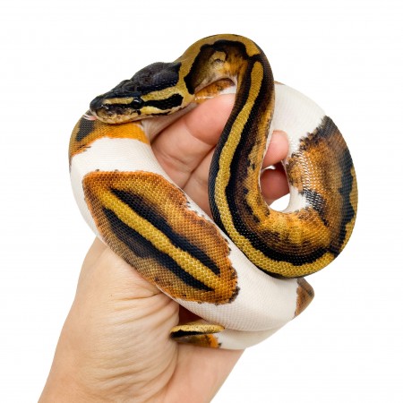 Python regius "Piebald" - Python royal