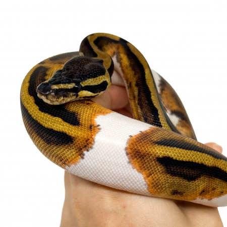 Python regius "Piebald" - Python royal