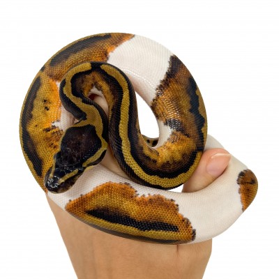 Python regius "Piebald" - Python royal