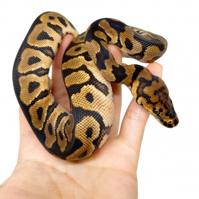 Python regius "Spotnose Clown" - Python royal