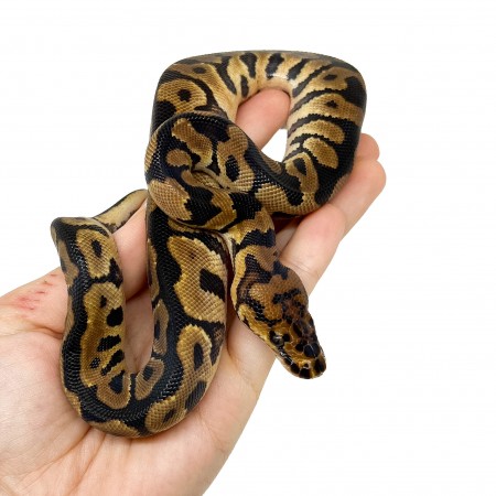Python regius "Spotnose Clown" - Python royal