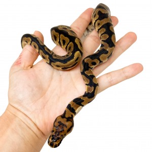 Python regius "Spotnose...