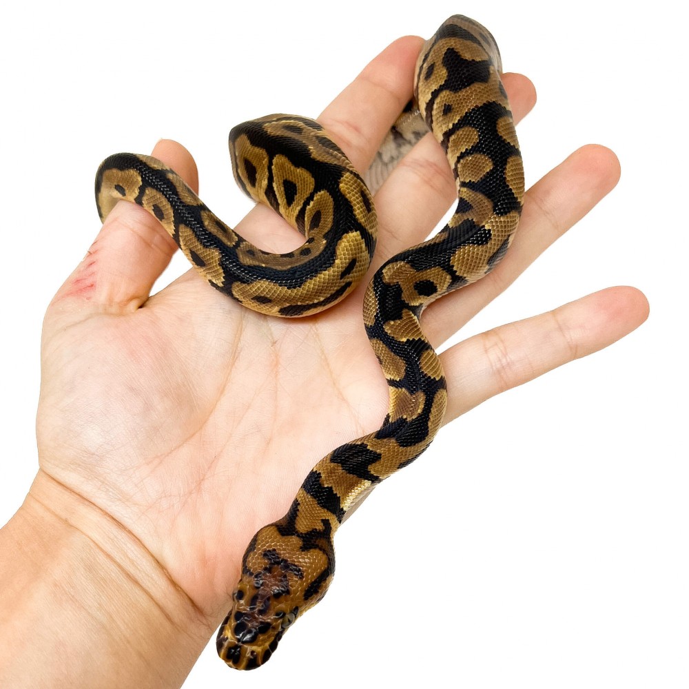 Python regius "Spotnose Clown" - Python royal