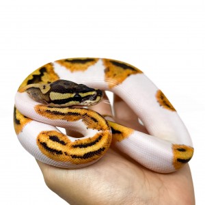 Python regius "Fire Orange...