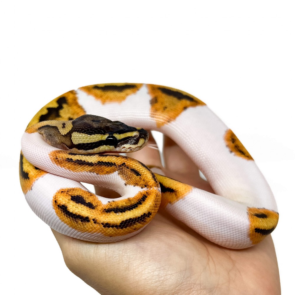 Python regius "Fire Orange Dream Piebald" - Python royal