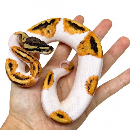 Python regius "Fire Orange Dream Piebald" - Python royal