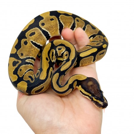 Python regius "Het. Desert Ghost" - Python royal