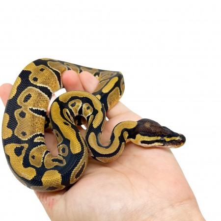 Python regius "Het. Desert Ghost" - Python royal