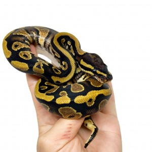 Python regius "Yellow...