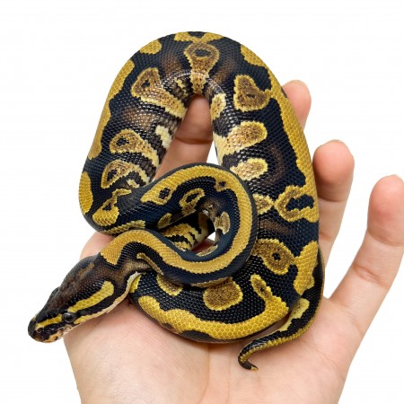 Python regius "Yellow Belly" - Python royal