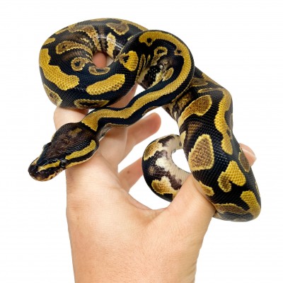 Python regius "Yellow Belly" - Python royal