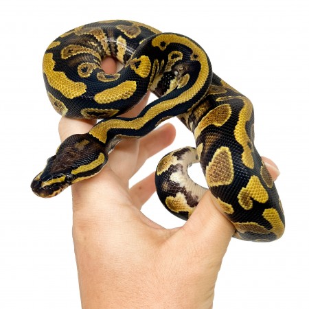 Python regius "Yellow Belly" - Python royal