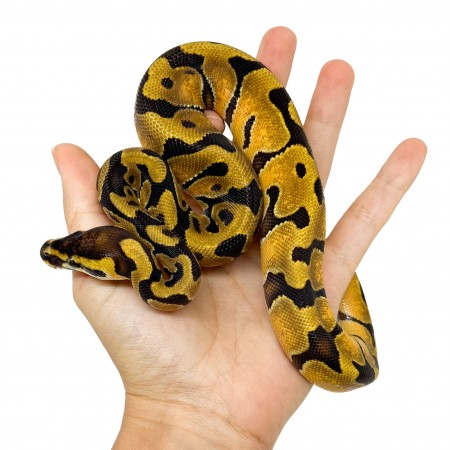 Python regius "Enchi" femelle - Python royal