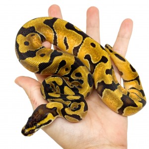 Python regius "Enchi"...