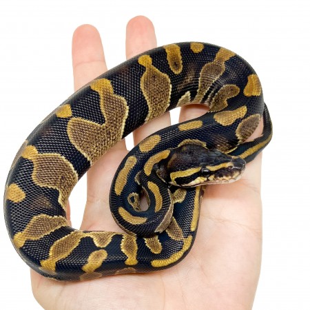 Python regius "Chocolate" - Python royal
