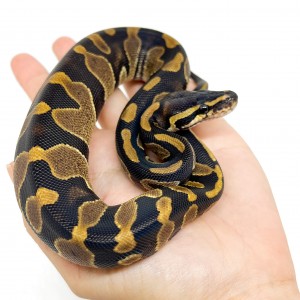 Python regius "Chocolate" -...