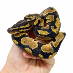 Python regius "Enchi" mâle...