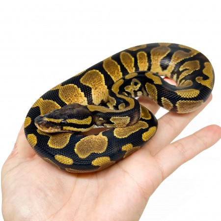 Python regius "Enchi" mâle - Python royal