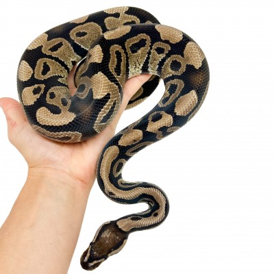 Python regius "Het. Clown" (2025) - Python royal