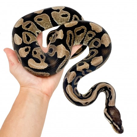 Python regius "Het. Clown" (2025) - Python royal