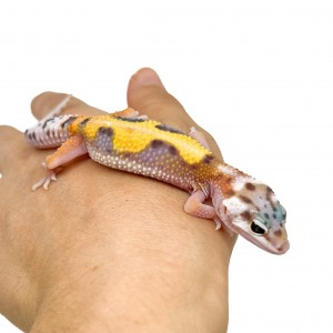 Eublepharis macularius...
