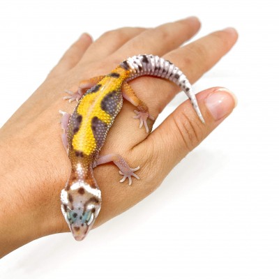 Eublepharis macularius "Jungle" - Gecko léopard