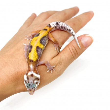 Eublepharis macularius "Jungle" - Gecko léopard