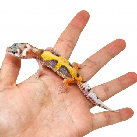 Eublepharis macularius "Jungle" - Gecko léopard