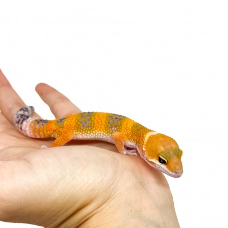 Eublepharis macularius "Tangerine" - Gecko léopard