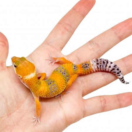 Eublepharis macularius "Tangerine" - Gecko léopard
