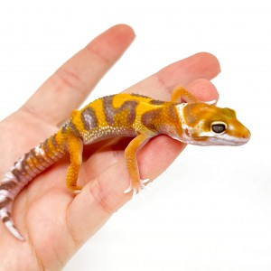Eublepharis macularius...