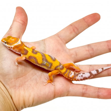 Eublepharis macularius "Jungle albinos" - Gecko léopard