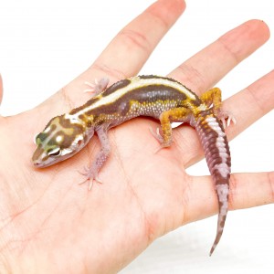 Eublepharis macularius...