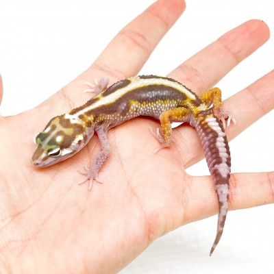 Eublepharis macularius "Snow Stripe Albinos" - Gecko léopard