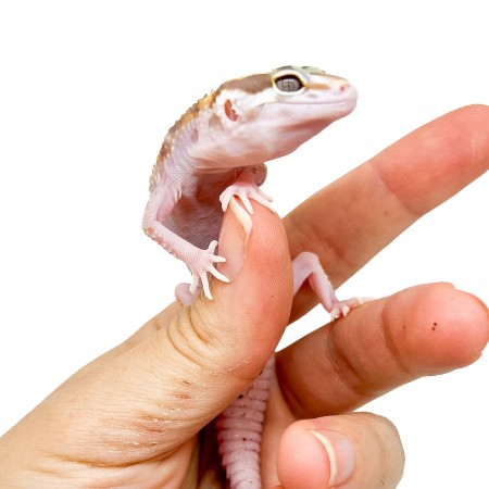 Eublepharis macularius "Snow Stripe Albinos" - Gecko léopard