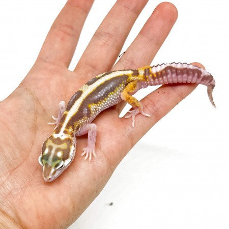 Eublepharis macularius "Snow Stripe Albinos" - Gecko léopard