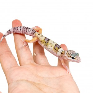 Eublepharis macularius...