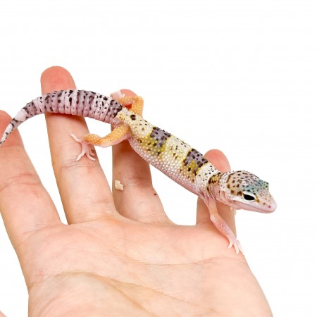 Eublepharis macularius "Snow Eclipse" - Gecko léopard