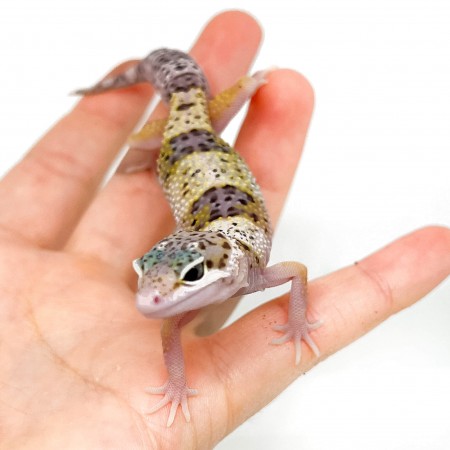 Eublepharis macularius "Snow Eclipse" - Gecko léopard