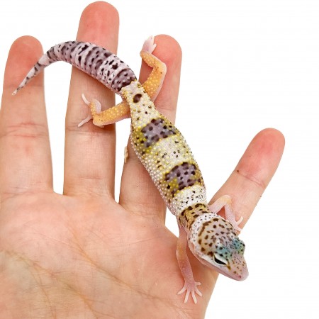 Eublepharis macularius "Snow Eclipse" - Gecko léopard
