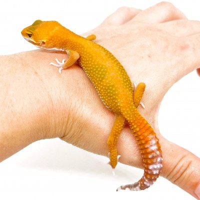 Eublepharis macularius "Sunglow" (Jeune mâle) - Gecko léopard