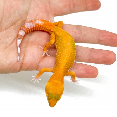 Eublepharis macularius "Sunglow" (Jeune mâle) - Gecko léopard