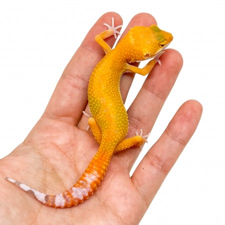 Eublepharis macularius "Sunglow" (Jeune mâle) - Gecko léopard