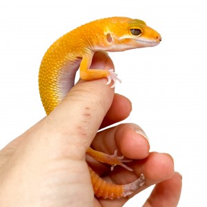 Eublepharis macularius...