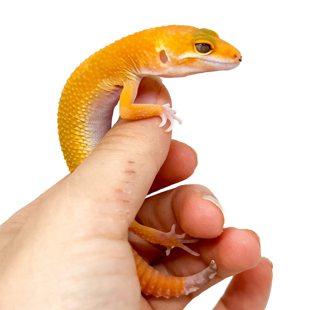 Eublepharis macularius "Sunglow" (Jeune mâle) - Gecko léopard