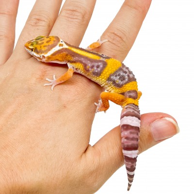 Eublepharis macularius "Lavender Sunglow" - Gecko léopard