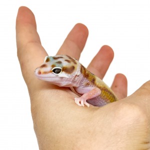 Eublepharis macularius "WY...