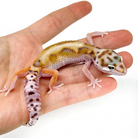 Eublepharis macularius "WY Stripe" - Gecko léopard