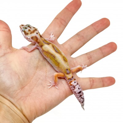 Eublepharis macularius "WY Stripe" - Gecko léopard